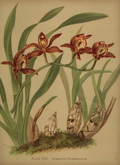 Cymbidium Hookerianum Orchid by Unknown